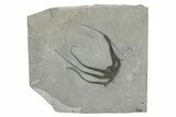 Silurian Fossil Brittle Star (Protaster) - New York #295530-1